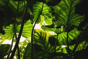 Welche Pflanzen helfen effektiv bei der natürlichen Schädlingsbekämpfung im Garten