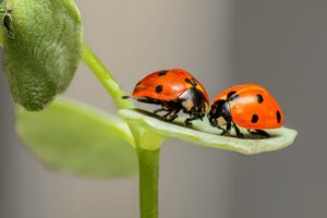 Welche Schritte sind nötig, um ein Insektenhotel im Garten anzulegen