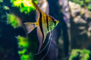 Wie pflegt man ein Aquarium, damit die Fische lange gesund bleiben