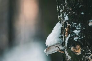 Welche Maßnahmen helfen, um den Garten winterfest zu machen?