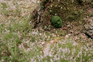 Wie baut man eine DIY-Komposttoilette für die Gartenlaube?