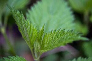 Wie kann man Brennnesseln im Garten nutzen, um natürliche Dünger herzustellen?