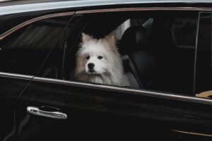 Welche Tipps helfen, um den Hund beim Autofahren ruhig zu halten?