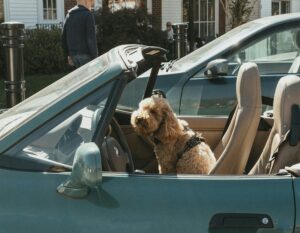 pexels amanda brady 743767450 29158135