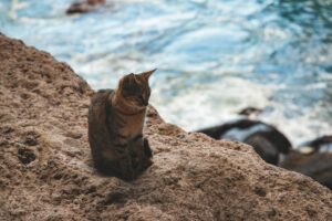 pexels gabriel grip 415021594 18812677