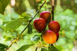 Welche Tipps helfen, um Obstbäume im Garten vor Schädlingen zu schützen