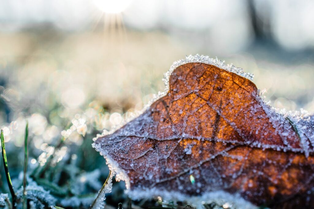 Wie verhindere ich Frostschäden an meiner Gartenbewässerung